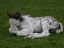 2004-06-05